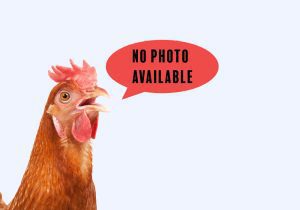 Lid for 4 Compartment Chick Box